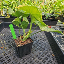 Load image into Gallery viewer, Syngonium Mango Allusion, Orm Thong, Exact Plant Variegated Ships Nationwide
