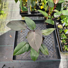 Load image into Gallery viewer, Philodendron Royal Queen, Exact Plant Ships Nationwide

