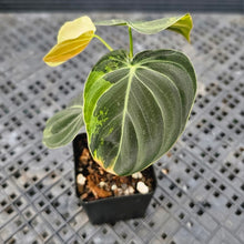 Load image into Gallery viewer, Philodendron Melanochrysum, Exact Plant Variegated Ships Nationwide
