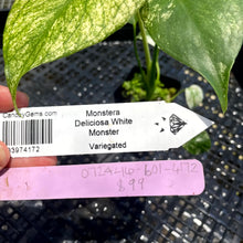 Load image into Gallery viewer, Monstera Deliciosa White Monster , Exact Plant Variegated Ships Nationwide
