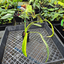 Load image into Gallery viewer, Philodendron Holtonianum Variegated, Exact Plant Ships Nationwide
