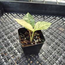 Load image into Gallery viewer, Zamioculcas Zamiifolia Wild Form ZZ Variegated exact plant, Fedex 2day*
