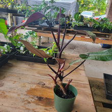 Load image into Gallery viewer, Philodendron Majesty, Exact Plant Ships Nationwide
