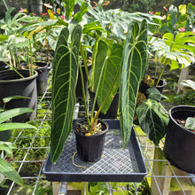 Load image into Gallery viewer, Anthurium Warocqueanum, Queen, Exact Plant Ships Nationwide

