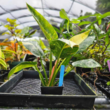 Load image into Gallery viewer, Philodendron Green Congo Nuclear, Exact Plant Variegated
