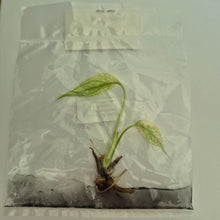 Load image into Gallery viewer, Monstera Deliciosa Mint tissue culture 2DayAir
