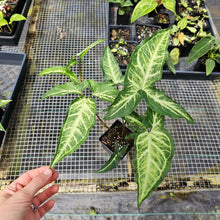 Load image into Gallery viewer, Syngonium Angustatum Little Star, Exact Plant
