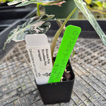 Load image into Gallery viewer, Alocasia Polly Snowflake Pink Variegated, Exact Plant Ships Nationwide.

