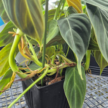 Load image into Gallery viewer, Philodendron Splendid, Exact Plant Ships Nationwide
