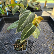 Load image into Gallery viewer, Philodendron Melanochrysum, Exact Plant 2.5&quot; Ships Nationwide
