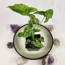 Load image into Gallery viewer, Syngonium Mojito, Exact Plant Variegated Ships Nationwide
