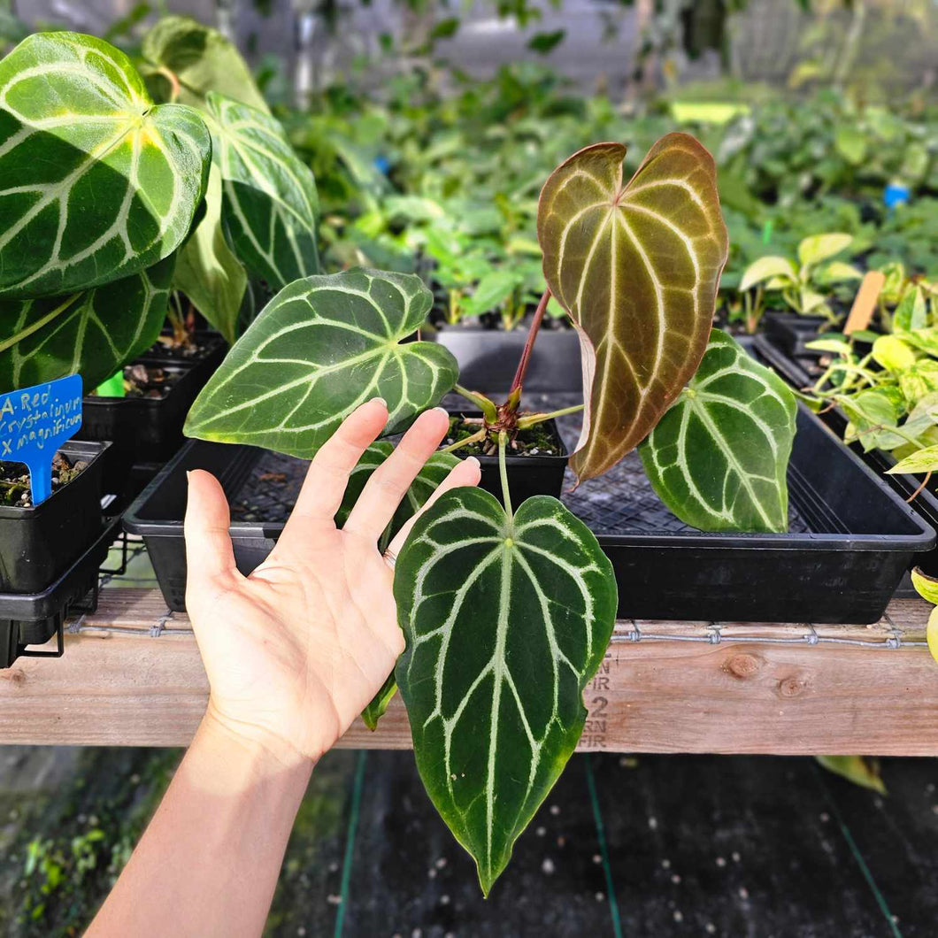 Anthurium Red Crystallinum x Magnificum , Exact Plant Ships