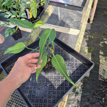 Load image into Gallery viewer, Monstera Burle Marx Flame, Exact Plant Ships Nationwide
