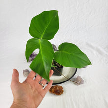 Load image into Gallery viewer, Monstera Sierrana Hawaii Clone, Exact Plant
