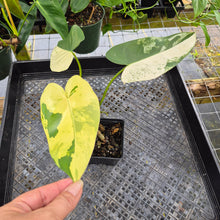 Load image into Gallery viewer, Philodendron Ilsemanii, Exact Plant Variegated Ships Nationwide
