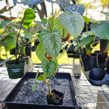 Load image into Gallery viewer, Philodendron Sodiroi True Form, Exact Plant Ships Nationwide
