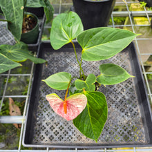 Load image into Gallery viewer, Anthurium Speckled Butterfly Shibori AFF Variegated exact plant, Fedex 2day*
