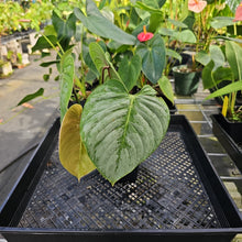 Load image into Gallery viewer, Philodendron Sodiroi True Form, Exact Plant Ships Nationwide
