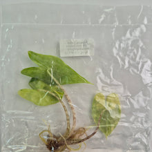 Load image into Gallery viewer, Alocasia Zebrina Aurea variegated tissue culture 2DayAir
