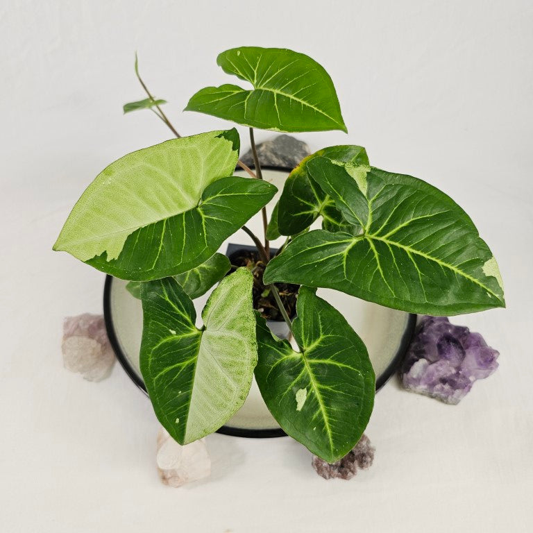 Syngonium Panda, Exact Plant Variegated Ships Nationwide