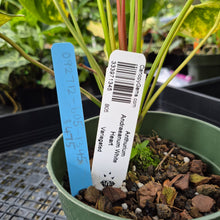 Load image into Gallery viewer, Anthurium Andraeanum White Heart, Exact Plant Variegated Ships Nationwide
