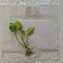 Load image into Gallery viewer, Anthurium Clarinervium variegated tissue culture 2DayAir
