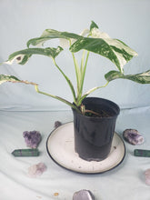 Load image into Gallery viewer, Borsigiana Albo, Exact Plant, variegated Monstera
