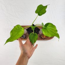 Load image into Gallery viewer, Alocasia Cucullata Variegated 4&quot; pot, ships nationwide
