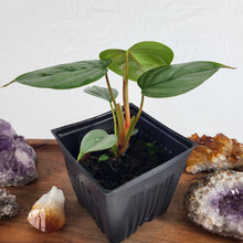 Load image into Gallery viewer, Philodendron Sodiroi True Form, Exact Plant

