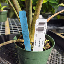 Load image into Gallery viewer, Alocasia Sarian aurea variegated exact plant, Fedex 2day*
