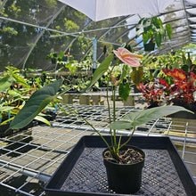 Load image into Gallery viewer, Anthurium Peppermint Splash, Shibori AFF, speckled , Exact Plant
