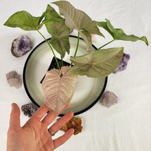 Load image into Gallery viewer, Syngonium Pink Spot, Exact Plant Variegated Ships Nationwide
