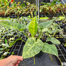 Load image into Gallery viewer, Philodendron Giganteum Blizzard Variegated exact plant, Fedex 2day*
