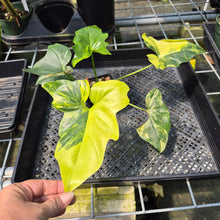 Load image into Gallery viewer, Philodendron Angela Aurea variegated, Exact Plant
