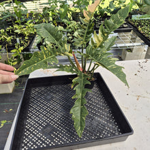 Load image into Gallery viewer, Philodendron Ring Of Fire Variegated exact plant, Fedex 2day*

