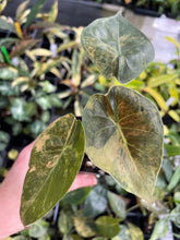 Load image into Gallery viewer, Alocasia Wentii Aurea variegated 2.5" pot, Fedex 2day*
