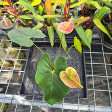 Load image into Gallery viewer, Anthurium Andraeanum Starlight Splash, Exact Plant, Speckled Ships Nationwide
