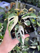 Load image into Gallery viewer, Monstera Adansonii Laniata Albo Variegated 4" pot, Fedex 2day*
