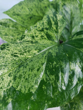 Load image into Gallery viewer, Mojito, exact plant, multi pot of 5, variegated Syngonium Podophyllum, ships nationwide
