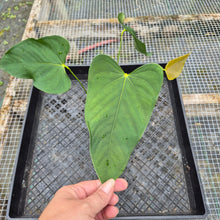 Load image into Gallery viewer, Anthurium Warocqueanum x noid, Exact Plant Ships Nationwide
