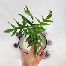 Load image into Gallery viewer, Philodendron Quercifolium, Exact Plant Ships Nationwide
