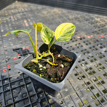 Load image into Gallery viewer, Philodendron Hederaceum Micans Aurea, Exact Plant Variegated Ships Nationwide
