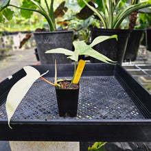 Load image into Gallery viewer, Philodendron Florida Ghost, Exact Plant Ships Nationwide
