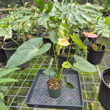 Load image into Gallery viewer, Anthurium Shibori, Exact Plant Variegated
