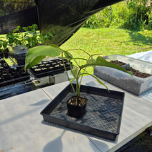 Load image into Gallery viewer, Philodendron Joepii Mint variegated exact plant, Fedex 2day*
