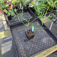Load image into Gallery viewer, Philodendron Polypodoides, Exact Plant Ships Nationwide
