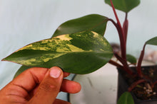 Load image into Gallery viewer, Variegated Philodendron Strawberry Shake Exact Plant Ships nationwide
