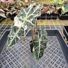 Load image into Gallery viewer, Alocasia Polly Snowflake Pink variegated exact plant, Fedex 2day*
