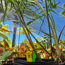 Load image into Gallery viewer, Philodendron Polypodoides, Exact Plant Ships Nationwide
