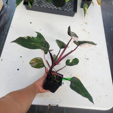 Load image into Gallery viewer, Philodendron Red Anderson, Exact Plant Ships Nationwide
